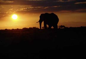 Au Botswana, l'éléphant est roi.