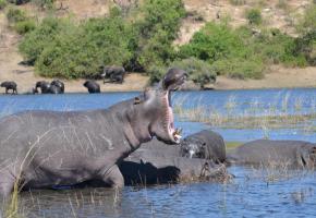  Les « hippos » sont les maîtres des eaux. DR