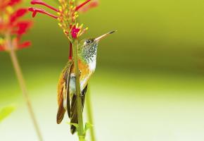 Cette année, un tout nouvel espace est dédié aux colibris. DR Les oiseaux-mouches doivent s’alimenter entre 5 et 8 fois par heure. DR Le Parc des oiseaux présente une concentration unique d’oiseaux du monde entier. DR 
