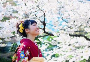 Sakura ohanami ou la contemplation des fleurs de cerisiers. HISTOIRE & VOYAGES 