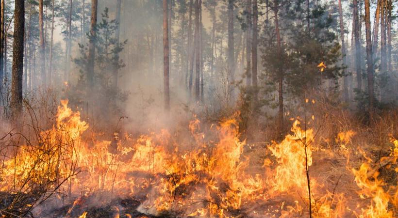Prudence en forêt, le risque d'incendie est accru, en raison de la sécheresse. GETTY/GILITUKHA