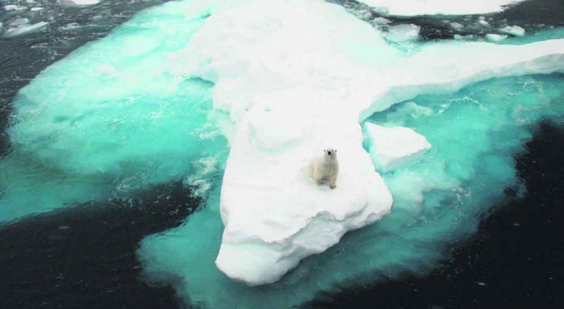 L’ours polaire est curieux.
