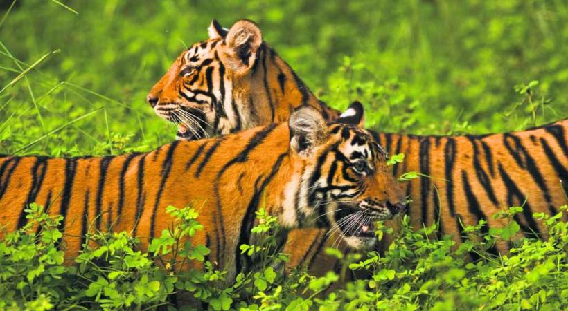 Tigres du parc Ranthambore. 
