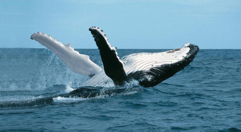  Les baleines, un spectacle inoubliable.