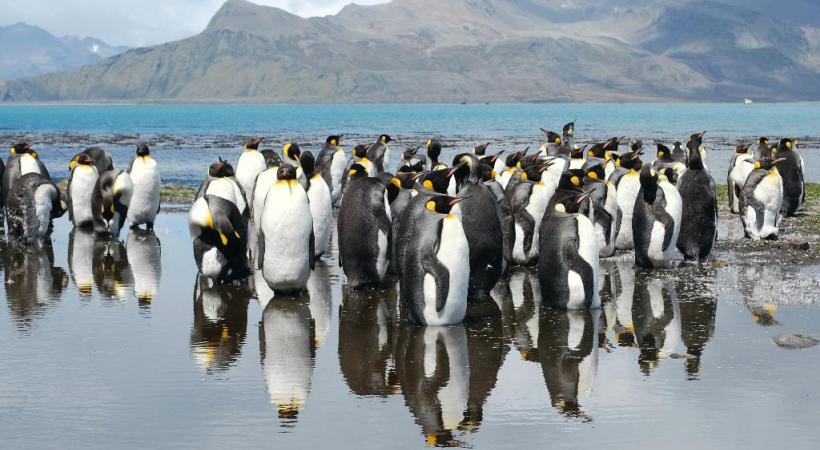  Les pingouins font figure de stars en Antarctique .DR
