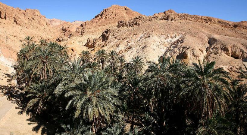 L’authenticité des oasis de montagnes tunisiennes. ONTT 
