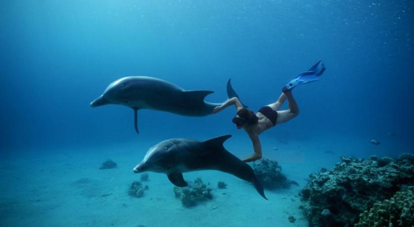  Nager avec des dauphins.