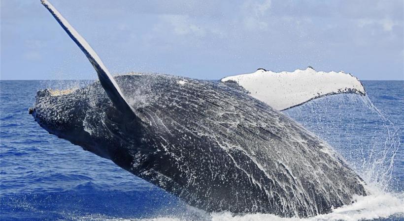 Baleine à bosse au large de Sainte-Marie en juin dernier.