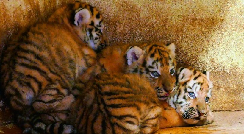trois bébés tigres qui ont fait le buzz sur la page Facebook de la Citadelle. VILLE DE BESANçON 
