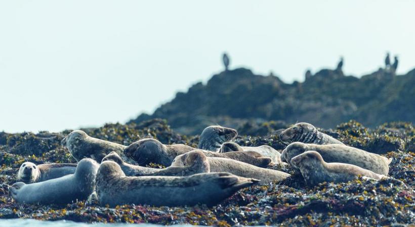 Phoques gris de l’archipel de Molène, à deux pas d’Ouessant. CRTB - Emmanuel Berthier