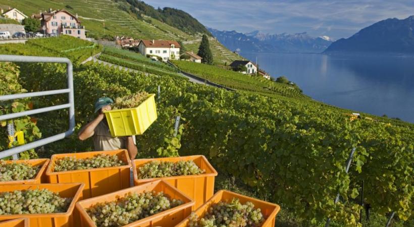 Les changements climatiques en cours modifient la typicité des vins. dr 
