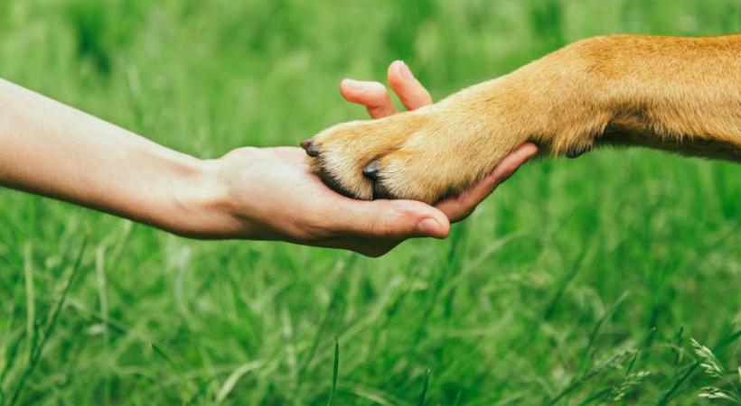 Le rôle des chiens de soutien émotionnel est de venir en aide aux victimes de traumatismes d’homicides, d’accidents. 123 RF 